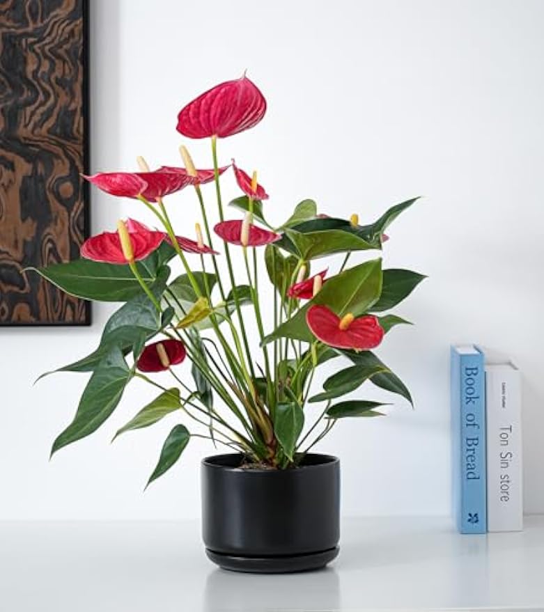 Set of 3 Matte Black Ceramic Plant Pots