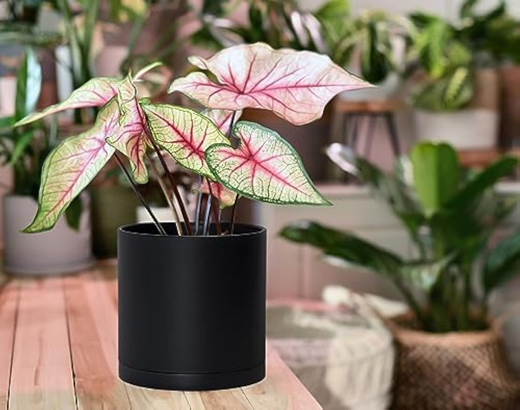 4‑Pack Plastic Planters 6 Inch