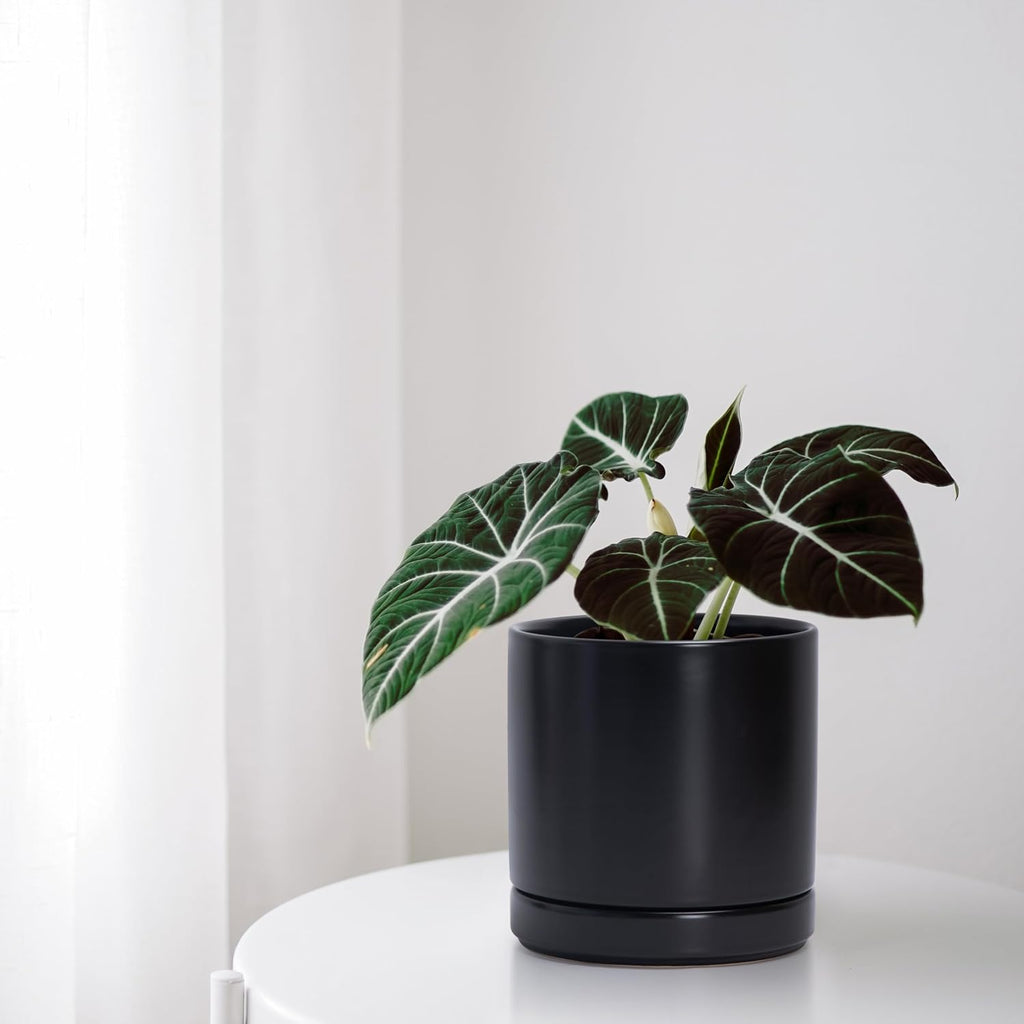 2‑Pack Ceramic Plant Pots